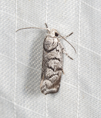 Lichenaula onychodes