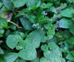 Salvia palifolia