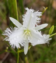 Thysanotus tuberosus