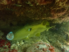 Meuschenia freycineti