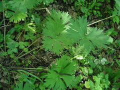 Aconitum lasiostomum