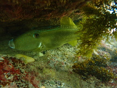 Meuschenia freycineti