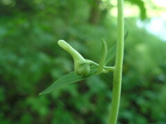 Aconitum lasiostomum