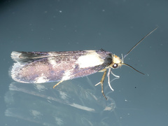 Palimmeces leucopelta