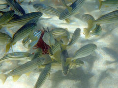 Helotes octolineatus