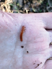 Cucujus cinnaberinus