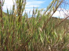Chusquea tessellata