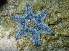 Meridiastra occidens