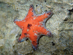 Meridiastra occidens