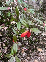 Berberis