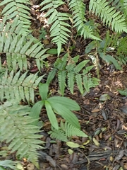 Cephalantheropsis obcordata
