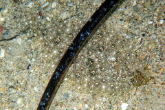 Pseudorhombus jenynsii