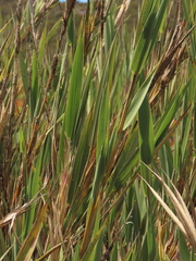 Chusquea tessellata