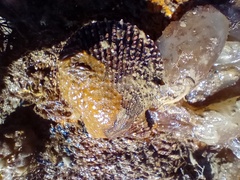 Mimachlamys varia