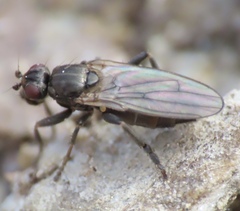 Copromyzinae