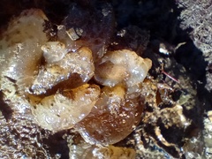 Ascidiella aspersa