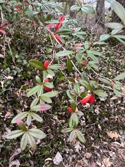 Berberis