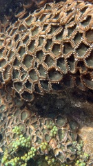 Palythoa
