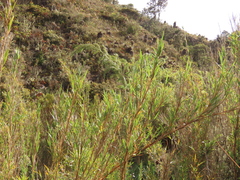 Chusquea tessellata