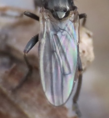 Copromyzinae