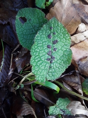 Symphytum grandiflorum