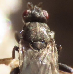 Copromyzinae