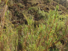 Chusquea tessellata