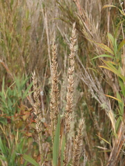 Chusquea tessellata