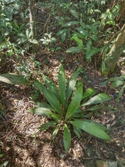 Calanthe speciosa