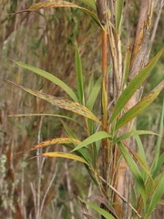 Chusquea tessellata