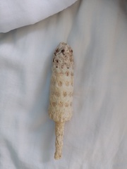 Echinodermata