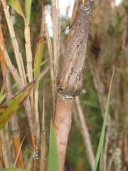 Chusquea tessellata