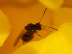 Figitidae