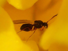 Figitidae