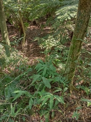 Cephalantheropsis obcordata