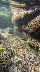Palythoa