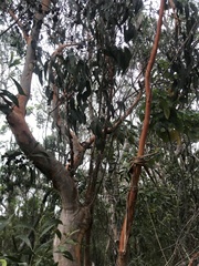 Eucalyptus bancroftii