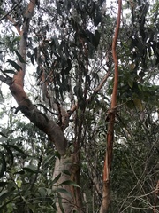 Eucalyptus bancroftii