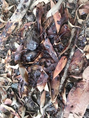 Eucalyptus bancroftii