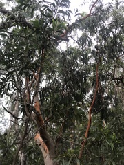 Eucalyptus bancroftii