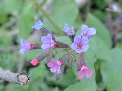 Pulmonaria