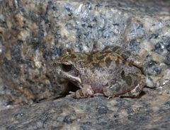 Tomopterna natalensis