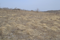 Stipa tirsa