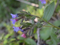 Pulmonaria