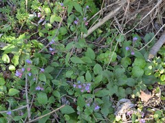 Pulmonaria