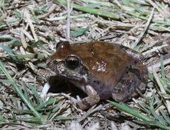 Tomopterna natalensis