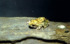 Tomopterna natalensis