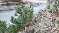Peucephyllum schottii