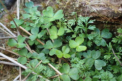 Oxalis magellanica
