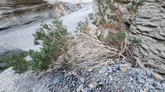 Peucephyllum schottii